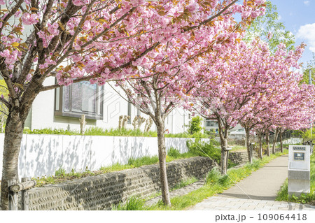 真駒内用水の桜並木 札幌市 真駒内用水の桜並木 札幌市 109064418