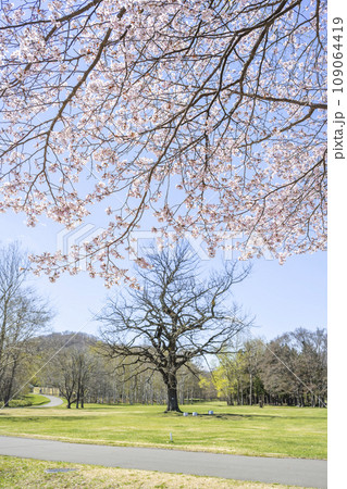 カシワの木と桜 真駒内公園 札幌市 カシワの木と桜 真駒内公園 札幌市 109064419