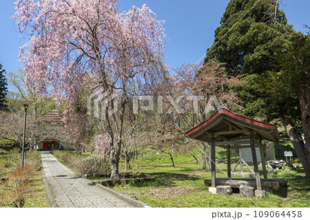 しだれ桜 有珠善光寺 北海道 伊達市 しだれ桜 有珠善光寺 北海道 伊達市 109064458