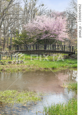 桜咲くエドウィン・ダン記念公園 札幌市 桜咲くエドウィン・ダン記念公園 札幌市 109064462