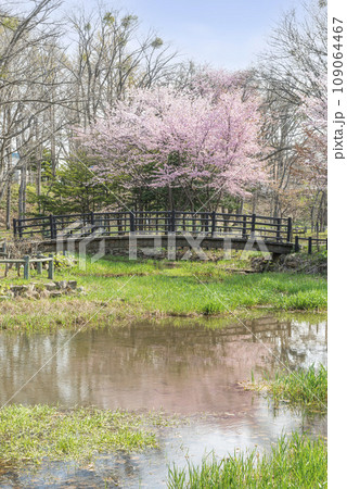 桜咲くエドウィン・ダン記念公園　札幌市 109064467