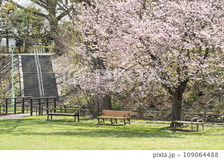 桜咲くエドウィン・ダン記念公園 札幌市 桜咲くエドウィン・ダン記念公園 札幌市 109064488