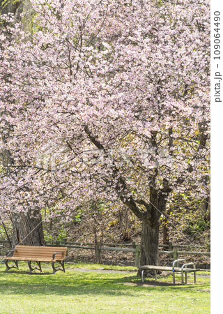 桜咲くエドウィン・ダン記念公園　札幌市 109064490