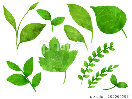 いろいろな葉っぱのイラスト 手描き 水彩風のイラスト素材 [109064598