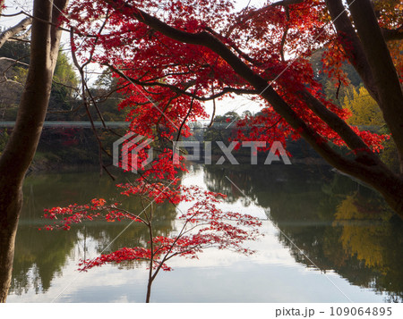 湖畔の色鮮やかな紅葉 湖畔の色鮮やかな紅葉 109064895