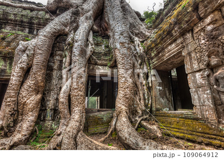 Travel Cambodia concept background - ancient stone door and tree roots, Ta Prohm temple ruins, Angkor, Cambodia 109064912