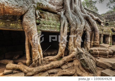 High dynamic range (hdr) image of ancient ruins with tree roots, Ta Prohm temple ruins, Angkor, Cambodia High dynamic range (hdr) image of ancient ruins with tree roots, Ta Prohm temple ruins, Angkor, Cambodia 109064926