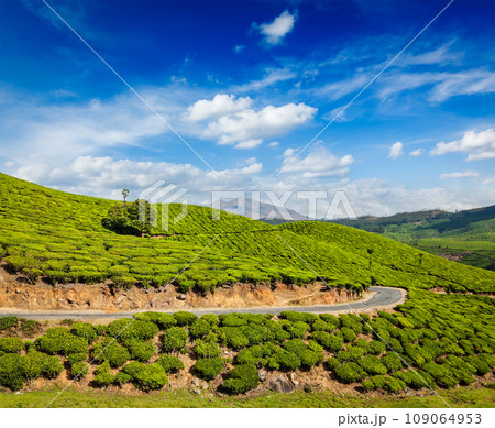 Kerala India travel background - road in green tea plantations in mountains in Munnar, Kerala, India Kerala India travel background - road in green tea plantations in mountains in Munnar, Kerala, India 109064953