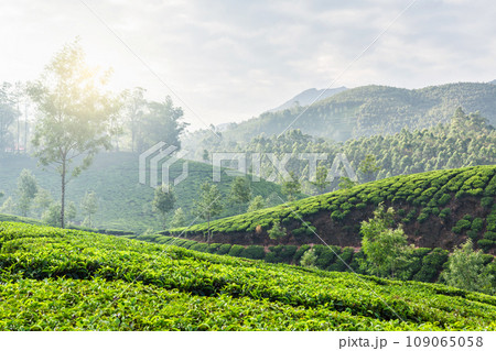 Kerala India travel background - green tea plantations in Munnar, Kerala, India in the morning on sunrise Kerala India travel background - green tea plantations in Munnar, Kerala, India in the morning on sunrise 109065058