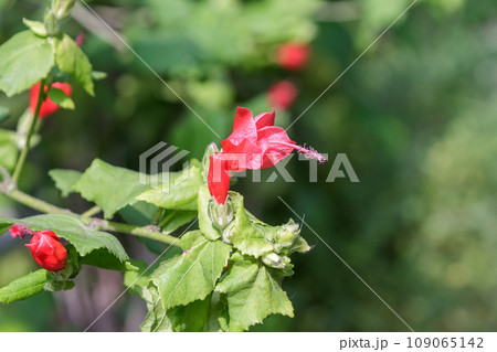 ヒメブッソウゲとも呼ばれるヒメフヨウ【アオイ科】 109065142