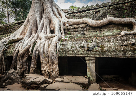 Travel Cambodia concept background - ancient ruins with tree roots, Ta Prohm temple ruins, Angkor, Cambodia Travel Cambodia concept background - ancient ruins with tree roots, Ta Prohm temple ruins, Angkor, Cambodia 109065147