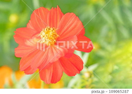 家の周りの草花　四季の色々　秋の花壇の彩どり　オレンジ色の花びら　キバナコスモス 109065287