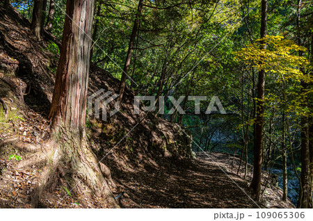 京都保津峡　木漏れ日射す山道 109065306