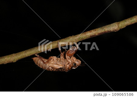 生き物 昆虫 オオシマゼミ、抜け殻ですが。沖縄、奄美の特産種。秋から初冬にかけて出現します 生き物 昆虫 オオシマゼミ、抜け殻ですが。沖縄、奄美の特産種。秋から初冬にかけて出現します 109065586