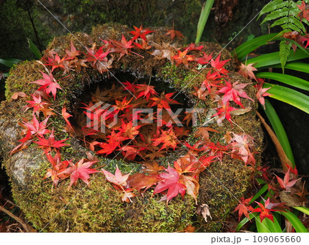 紅葉の京都亀岡神蔵寺　 109065660