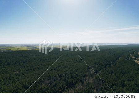 Aerial view of forest in Gdansk Poland. Drone shot flying over spruce conifer treetops, nature background landscape Birds eye view 109065688