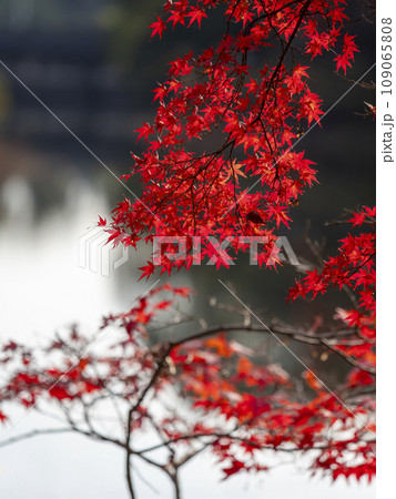 湖畔の色鮮やかな紅葉 湖畔の色鮮やかな紅葉 109065808