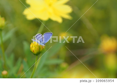 キバナコスモスとシジミチョウ 109065954