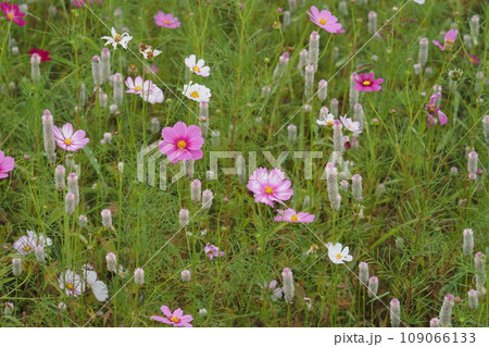 コスモスとノゲイトウのはなを俯瞰 109066133
