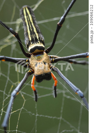 生き物 蜘蛛 オオジョロウグモ、十一月のメス。目の前に現れると大迫力でやはり怖いです 生き物 蜘蛛 オオジョロウグモ、十一月のメス。目の前に現れると大迫力でやはり怖いです 109066212