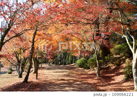 曾木の滝の紅葉 109066221