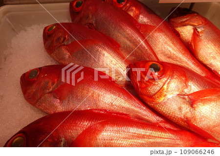 魚屋で氷の上に並べられた天然金目鯛 109066246