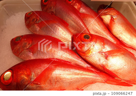 魚屋で氷の上に並べられた天然金目鯛 109066247