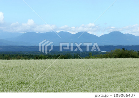 満開の蕎麦畑 そば畑 そばの花 十勝地方 満開 満開の蕎麦畑 そば畑 そばの花 十勝地方 満開 109066437