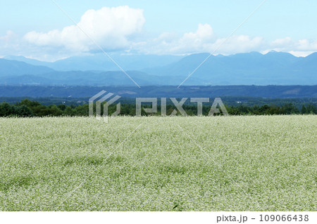 満開の蕎麦畑　そば畑　そばの花　十勝地方　満開 109066438