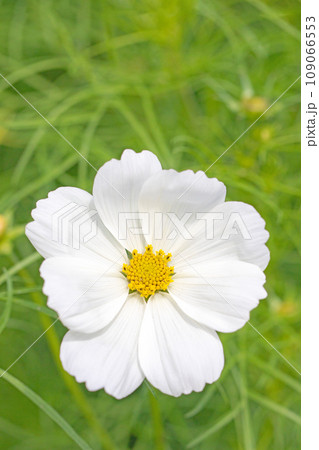 家の周りの草花 四季の色々 花畑 秋の白い雲 白い清楚な花 白い花の連なり 白いコスモス 家の周りの草花 四季の色々 花畑 秋の白い雲 白い清楚な花 白い花の連なり 白いコスモス 109066553
