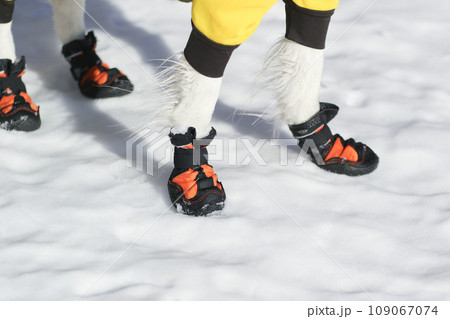 スノートレッキングで犬用シューズを履く犬の足元の様子 109067074