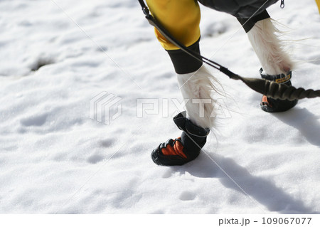スノートレッキングで犬用シューズを履く犬の足元の様子 スノートレッキングで犬用シューズを履く犬の足元の様子 109067077