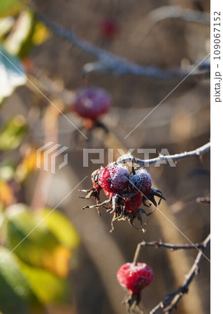 霜が降りた日に、ひっそりハマナスの実 109067152
