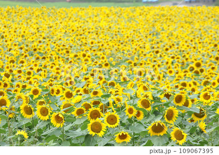 ひまわり畑　北見地方ひまわり畑　向日葵畑　ひまわり　向日葵 109067395