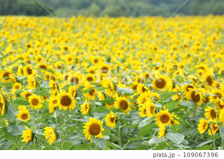 ひまわり畑　北見地方ひまわり畑　向日葵畑　ひまわり　向日葵 109067396