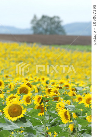 ひまわり畑　北見地方ひまわり畑　向日葵畑　ひまわり　向日葵 109067398