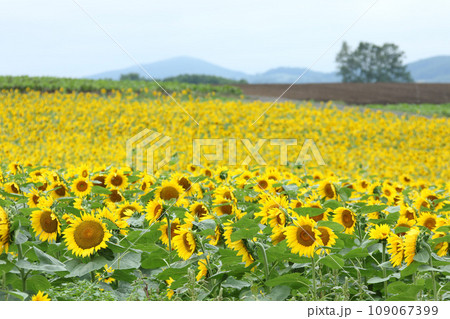 ひまわり畑　北見地方ひまわり畑　向日葵畑　ひまわり　向日葵 109067399