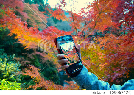 紅葉をスマホで撮影している 109067426