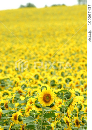 ひまわり畑　北見地方ひまわり畑　向日葵畑　ひまわり　向日葵 109067457