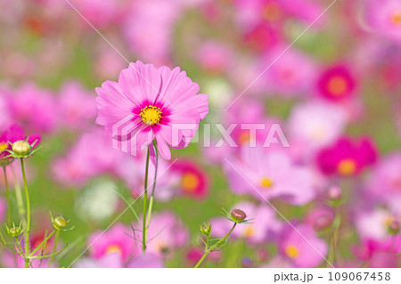 家の周りの草花　四季の色々　花畑　秋の風なびくピンクの可憐な花びら　満開のピンクのコスモス 109067458