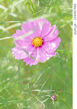 家の周りの草花 四季の色々 花畑 秋の風なびくピンクの可憐な花びら 満開のピンクのコスモス 家の周りの草花 四季の色々 花畑 秋の風なびくピンクの可憐な花びら 満開のピンクのコスモス 109067460