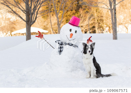 雪だるまとお座りをするボーダーコリー 109067571