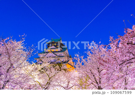 大阪城の桜ライトアップ 109067599