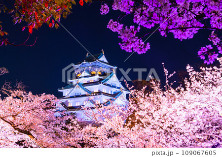 大阪城の桜ライトアップ 109067605