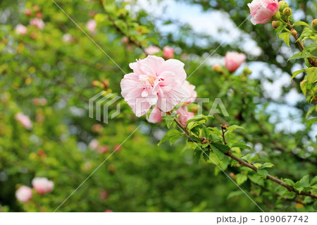 八重咲ムクゲの花 109067742