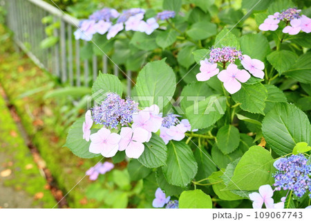 アジサイの花 109067743