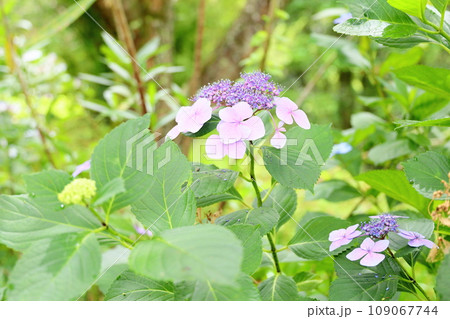 アジサイの花 109067744