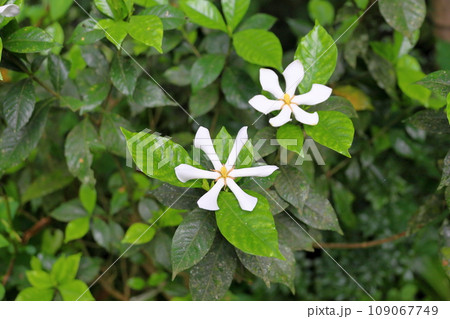 コクチナシの花 コクチナシの花 109067749