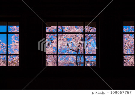 京都府庁旧本館の枝垂れ桜 109067767