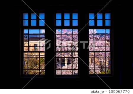京都府庁旧本館の枝垂れ桜 109067770